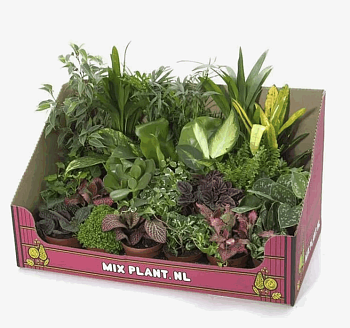 Хаусеплантс Сюрпрайз Микс (12)