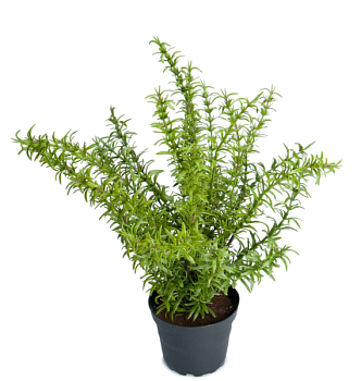 Цветок искус. в горшке "Розмарин" 35см 951-586