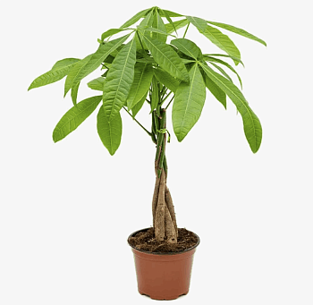 Пахира Акватика на штамбе 50см Н-70-80 см 