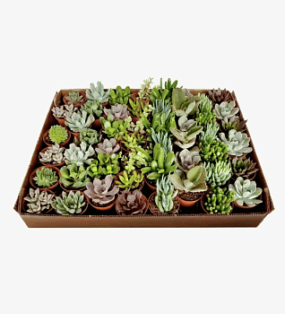 Суккулент Микс (5,5)