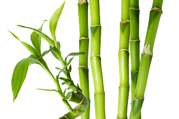 Бамбук (4)