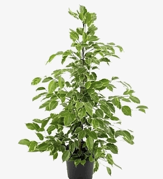 Фикус Бенжамина Голден Кинг (17)