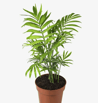 Хамедорея Элеганс (12)