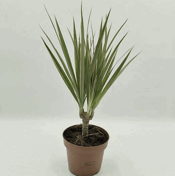 Драцена Маргината биколор 3 Ств.(11)  К