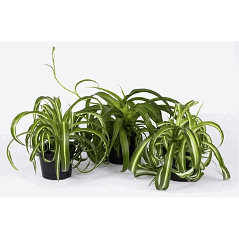 Хлорофитум микс d16