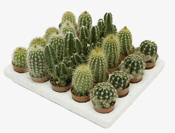 Кактус Микс К (6)