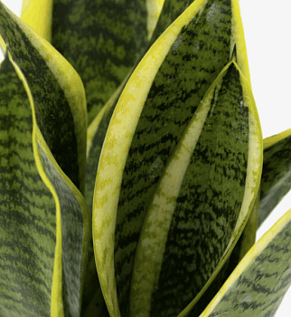 Сансивиерия Футура Супер (12)