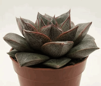 Эчеверия Пурпер Диско Глиттер (5,5)