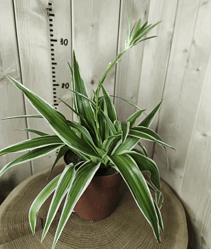 Хлорофитум Ириш (12)