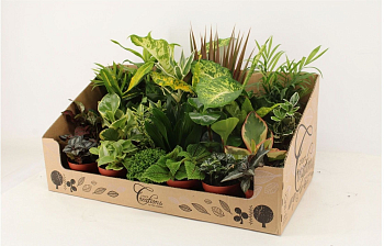 Камерплант Микс (12)