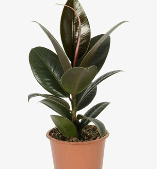 Фикус Эластика Робуста (12) 