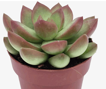 Седум Адолфи (5,5)