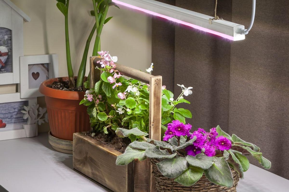 Светильники для растений — рост и цветение круглый год!